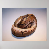 Spider Ball Python Poster