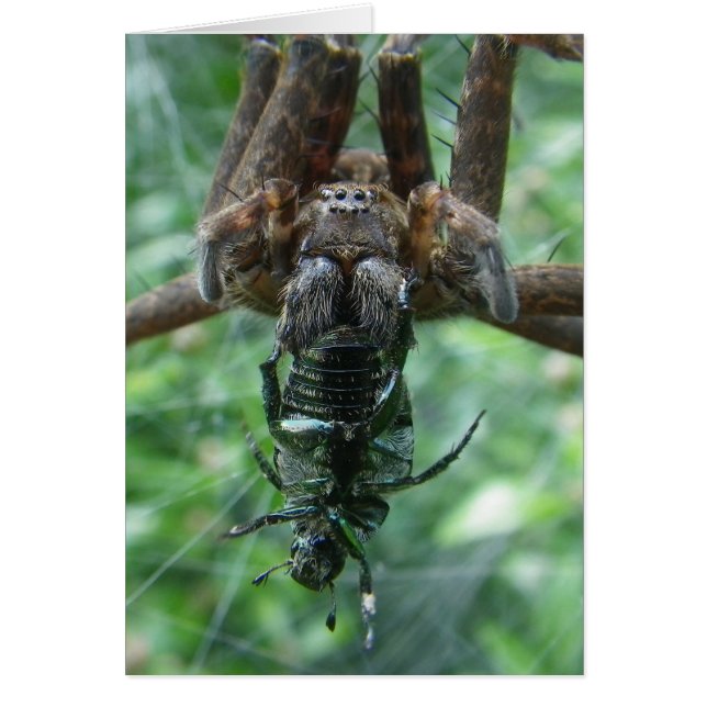 Spider Card (Front)