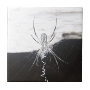 Spider Ceramic Tile