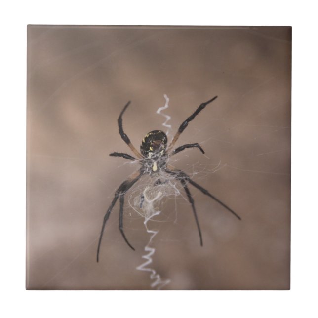 Spider Ceramic Tiles (Front)