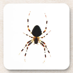 Spider coastercn coaster