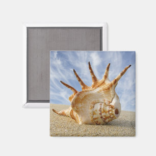 Spider Conch on Sandy Beach Magnet