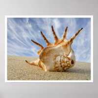 Spider Conch Seashell on Beach Sand