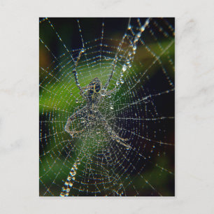 Spider Early Morning Dew Postcard