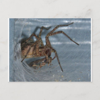 Spider Eating Postcard