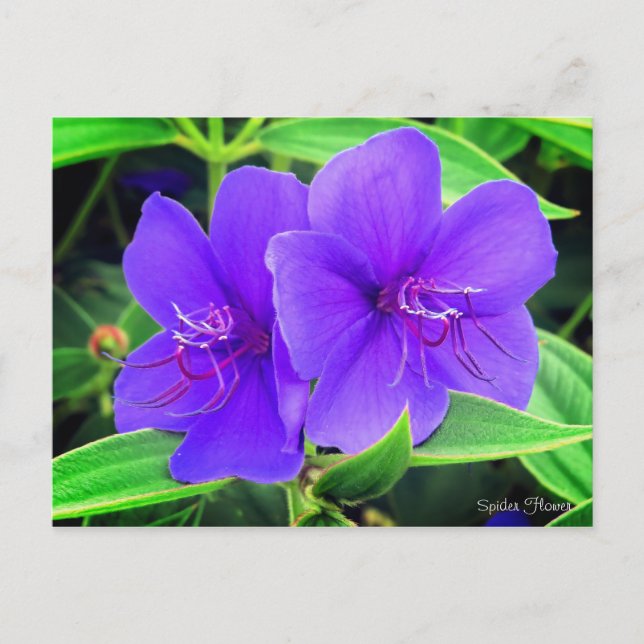 Spider Flower [Postcard] Postcard (Front)