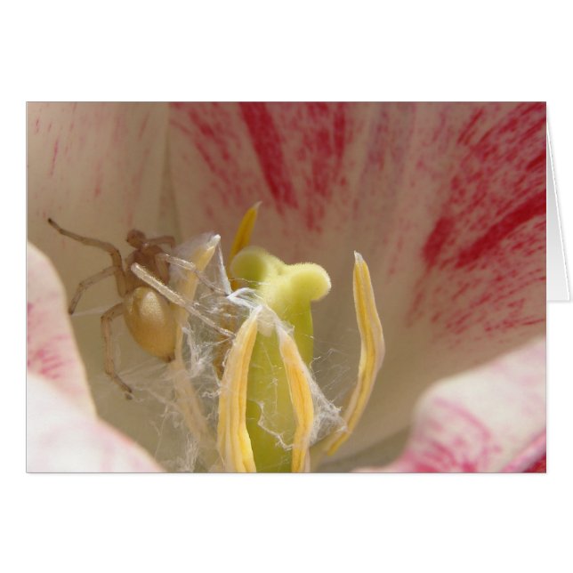 Spider in a Tulip (Front Horizontal)