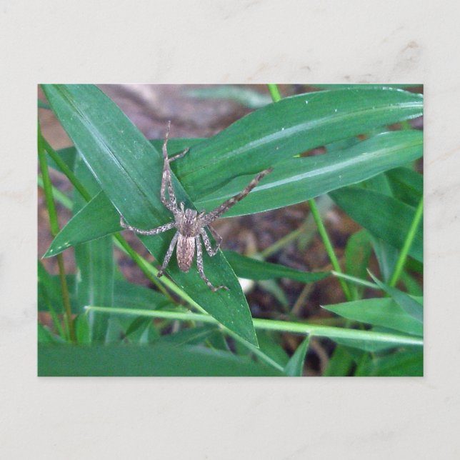 Spider in Smartweed Postcard (Front)