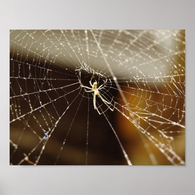 Spider in web poster (Front)