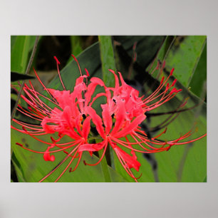Spider Lily 2 Poster