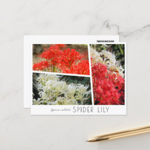 Spider Lily Postcard