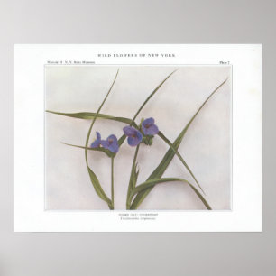 Spider Lily; Spiderwort - Tradescantia virginiana Poster