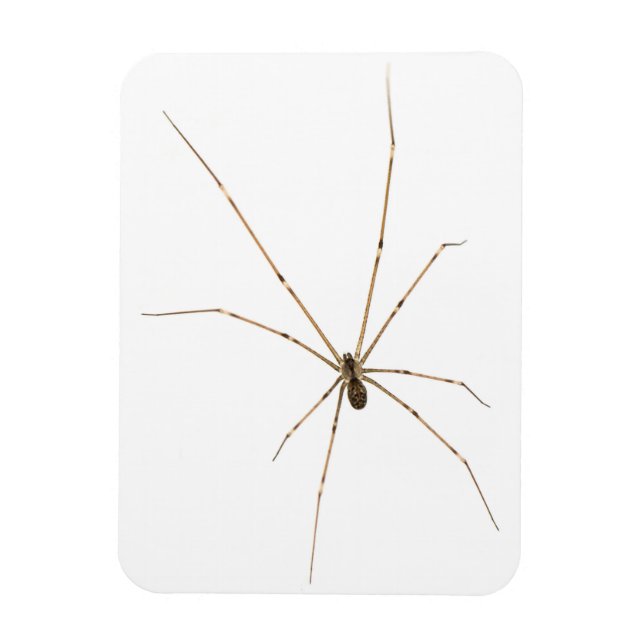 Spider Magnet (Vertical)