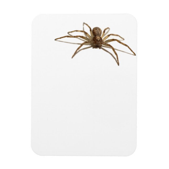 Spider Magnet (Vertical)