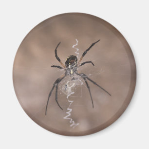 Spider Magnets
