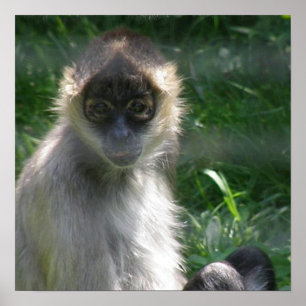 Spider Monkey  Poster
