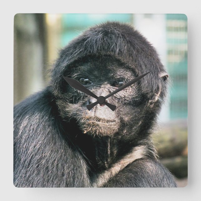 SPIDER MONKEY SQUARE WALL CLOCK (Front)