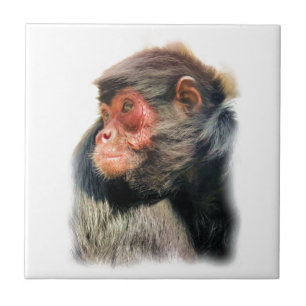 SPIDER MONKEY TILE