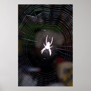 Spider n Web 2 Poster