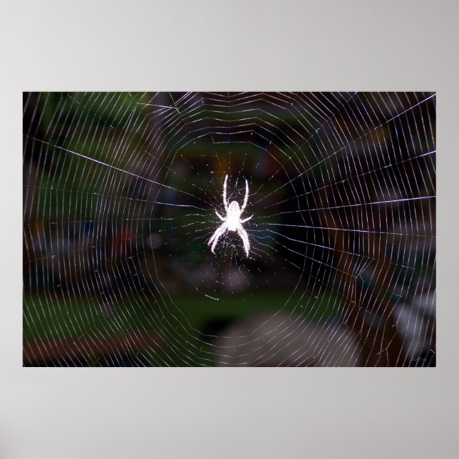 Spider n Web Poster (Front)