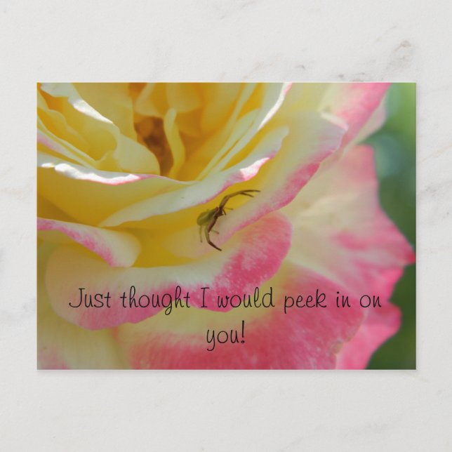 Spider on a Rose Postcard (Front)
