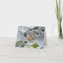 Spider on Dusty Miller Note Card