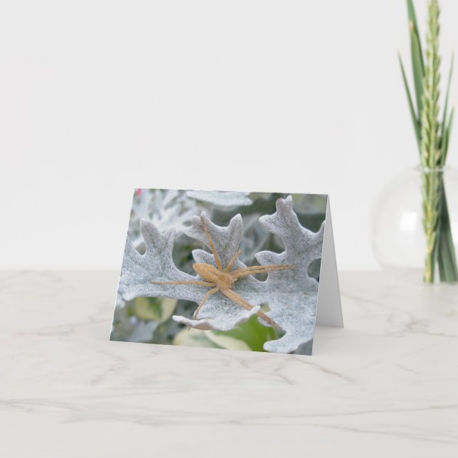 Spider on Dusty Miller Note Card (Front)