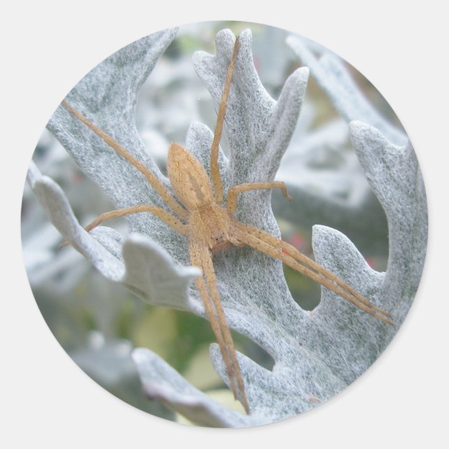 Spider on Dusty Miller Stickers (Front)
