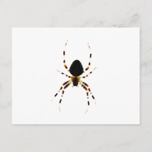 Spider pccnm postcard