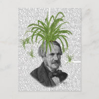 Spider Plant Head