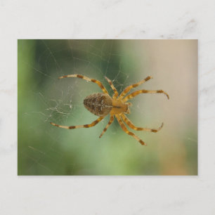 Spider - postcard