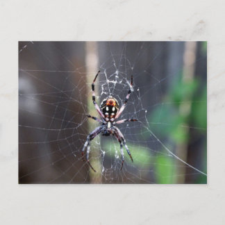 spider postcard