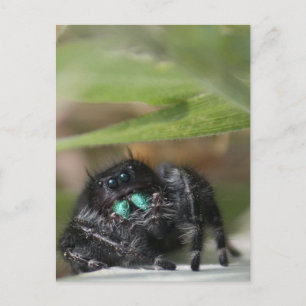 Spider! Postcard