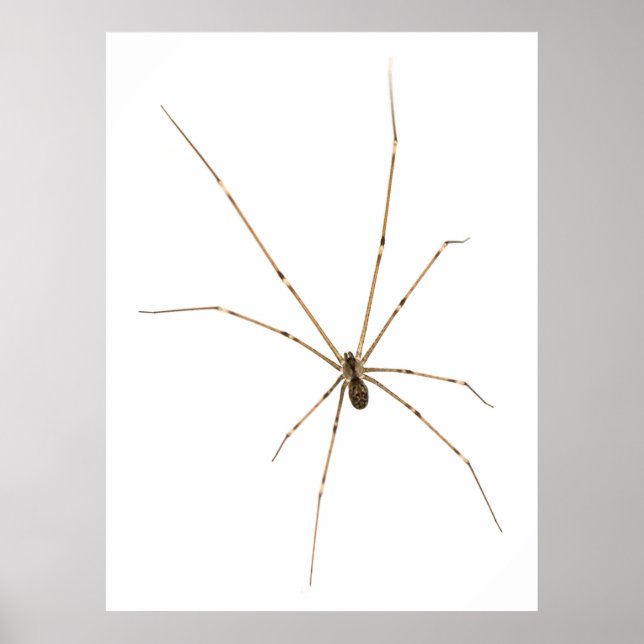 Spider Poster (Front)