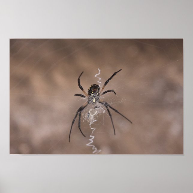Spider Poster (Front)