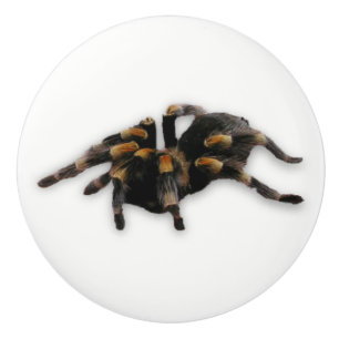spider pull