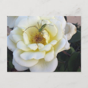 Spider & Rose Postcard