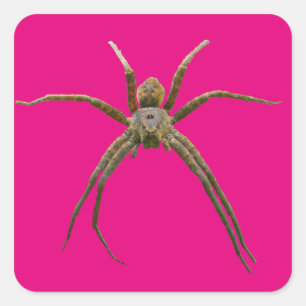 Spider Square Sticker