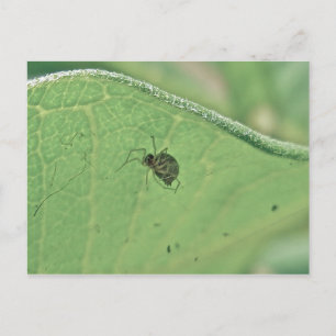 Spider Under Milkweed Leaf Postcard