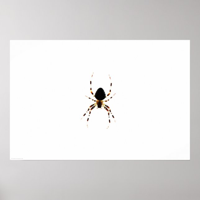 Spider wapcn poster (Front)
