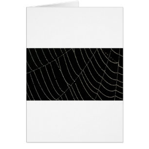 Spider Web