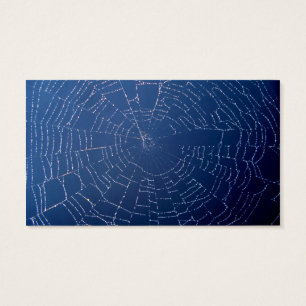 Spider Web
