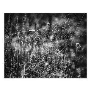 Spider Web Black and White Nature Fine Art Photo Print