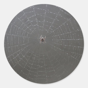Spider Web Sticker