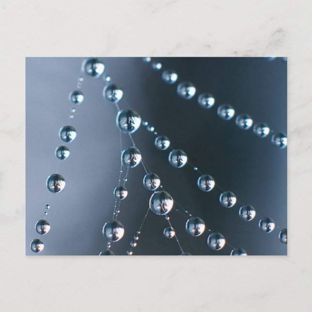 Spider Web with Droplets Postcard (Front)