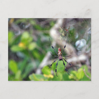 Spiders in Web Postcard