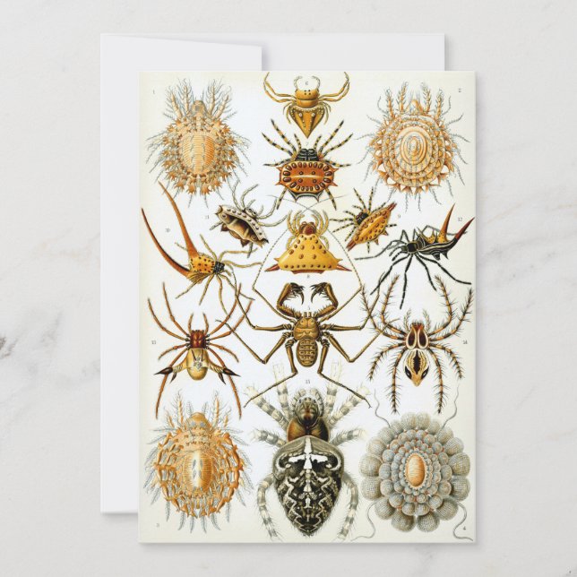 Spiders Invitation (Front)