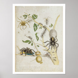 Spiders: Mygole, plate 18 from 'Over de Voorteelin Poster