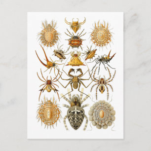 Spiders Postcard