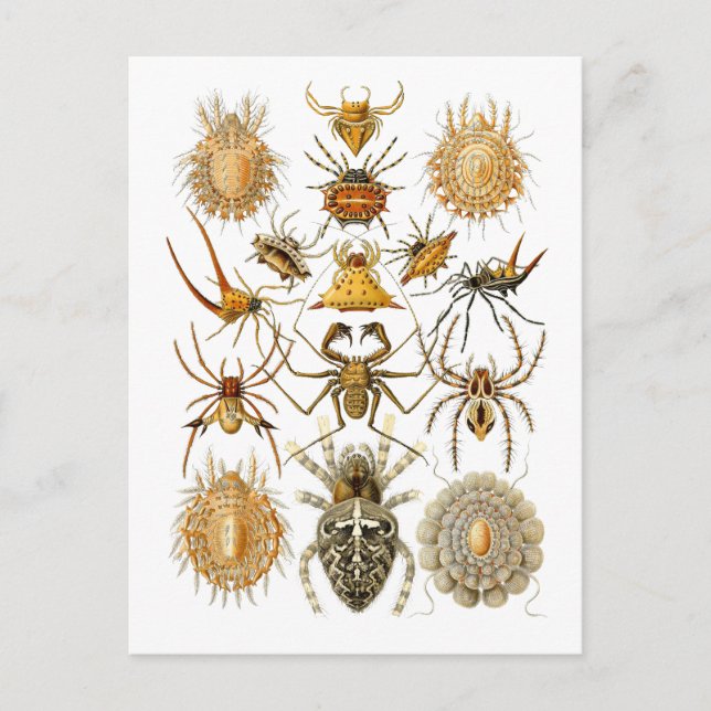 Spiders Postcard (Front)